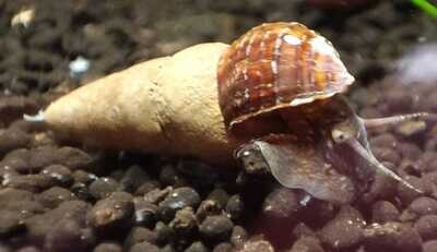 Donnerkeilschnecke - Tylomelania perfecta Donnerkeilschnecke - Tylomelania perfecta