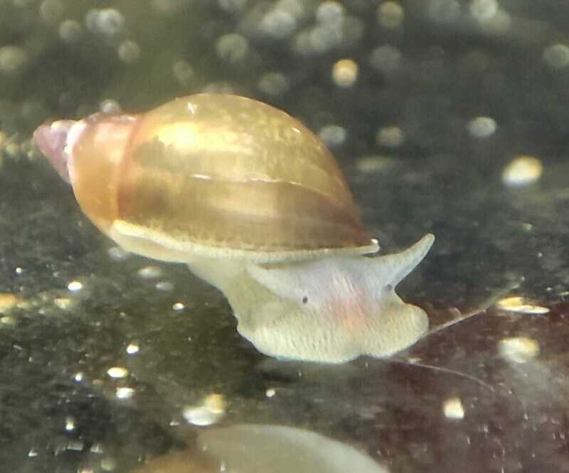 Yoda Schnecke (Eiförmige Schlammschnecke) - Radix balthica