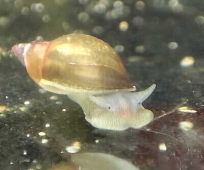 Yoda Schnecke (Eiförmige Schlammschnecke) - Radix balthica Yoda Schnecke (Eiförmige Schlammschnecke) - Radix balthica