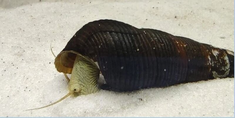 Tylomelania sp. “Yellow” – gelbe Turmdeckelschnecke