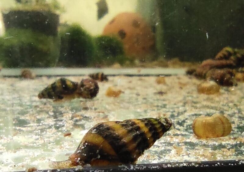 Raubturmdeckelschnecke, Anentome helena Raubturmdeckelschnecke, Anentome helena