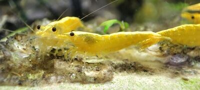 Yellow Fire Neon Garnele - Neocaridina davidi Yellow Fire Neon Garnele - Neocaridina davidi