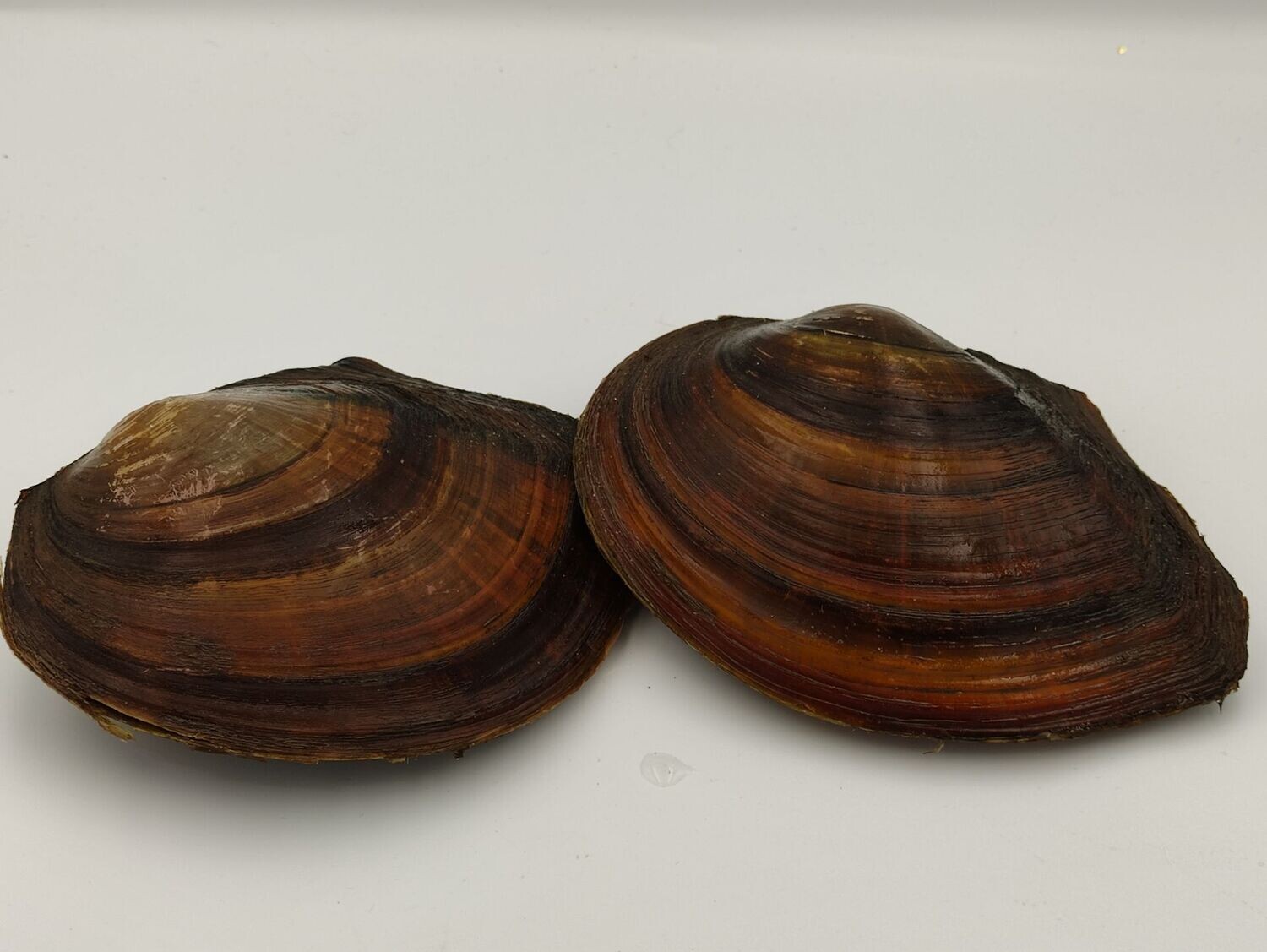 Teichmuscheln 10-15 cm