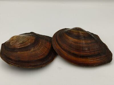Teichmuscheln 10-15 cm Teichmuscheln 10-15 cm