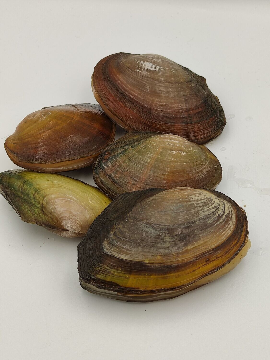 Teichmuscheln 5-10 cm