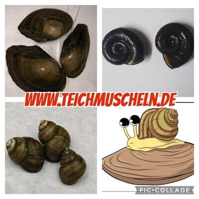 10 Teichmuscheln & 20 gemischte Teichschecken 10 Teichmuscheln & 20 gemischte Teichschecken