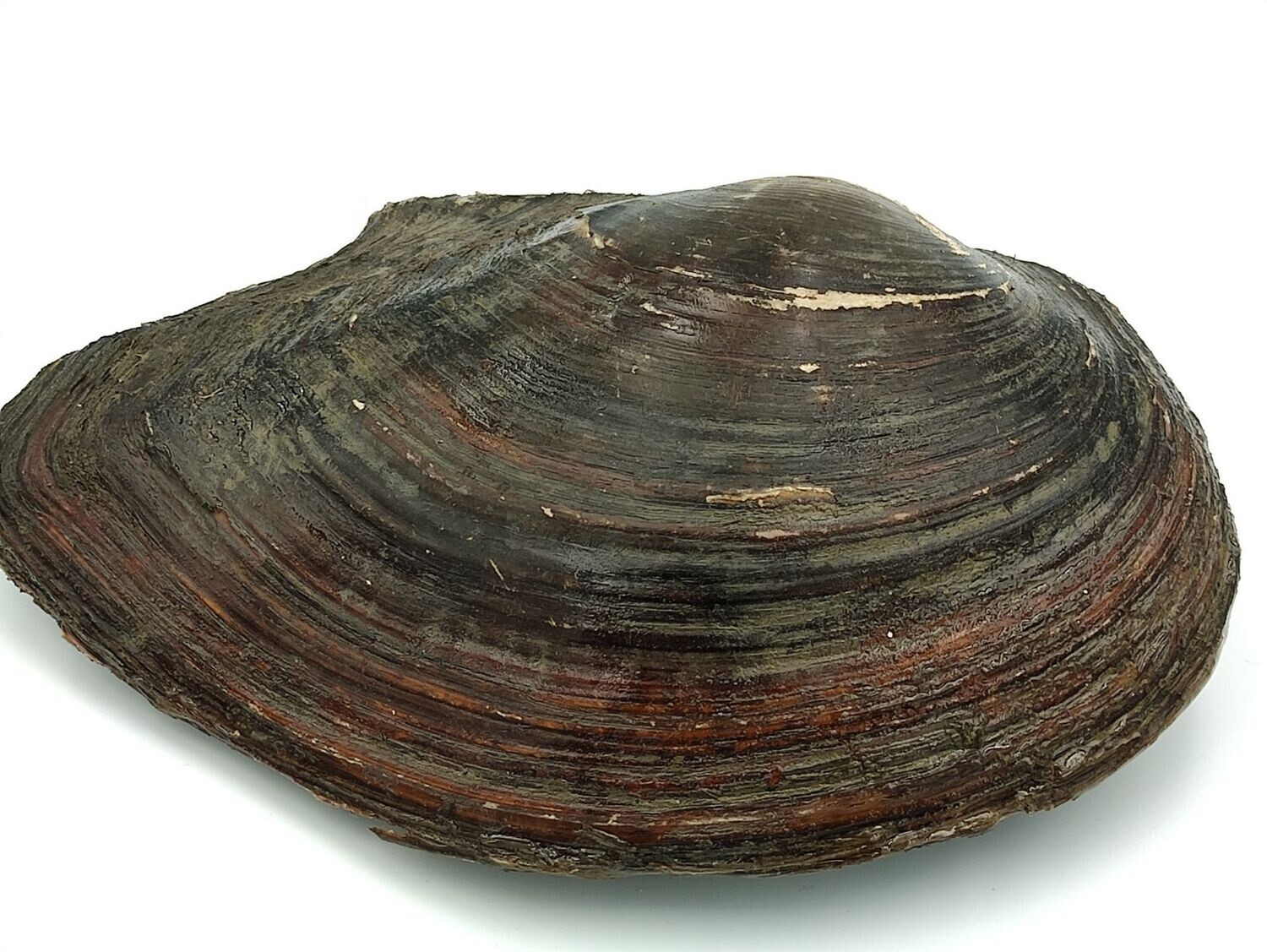 Jumbo Teichmuscheln 13-18cm