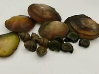 Muscheln & Schnecken Mix