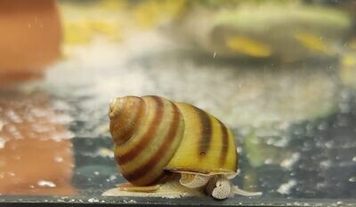 Teichschnecken – Sumpfdeckelschnecken (Viviparidae) Teichschnecken – Sumpfdeckelschnecken (Viviparidae)