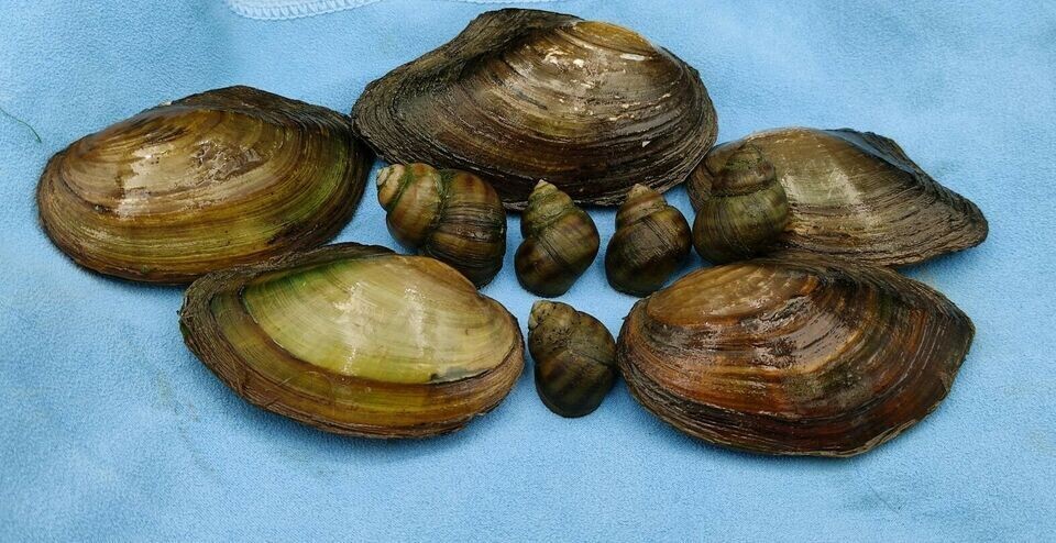 5 & 5 Muscheln & Schnecken Mix