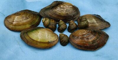 5 & 5 Muscheln & Schnecken Mix 5 & 5 Muscheln & Schnecken Mix