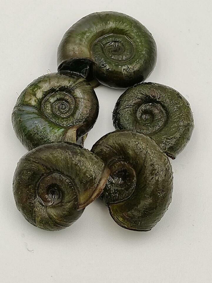 Posthornschnecke