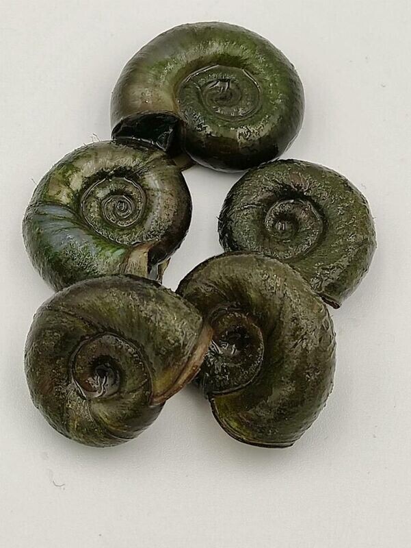 Posthornschnecke