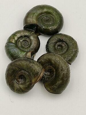 Posthornschnecke Posthornschnecke