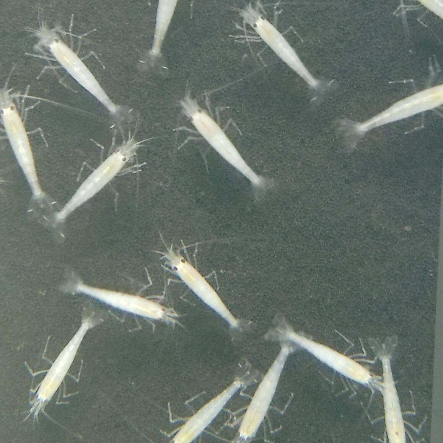 Snow Amanogarnele - Caridina multidentata  "snow"