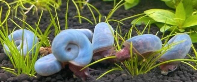 Posthorn Schnecke "Blaue"
