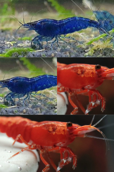 blaue und rote Mix Menge 5 / 10 / 20 St. pro Farbe blaue und rote Mix Menge 5 / 10 / 20 St. pro Farbe
