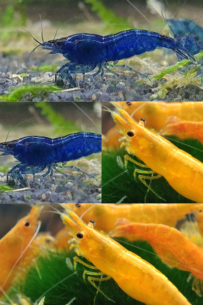 blaue und orange  Mix   Menge  5 / 10 / 20 St. pro Farbe