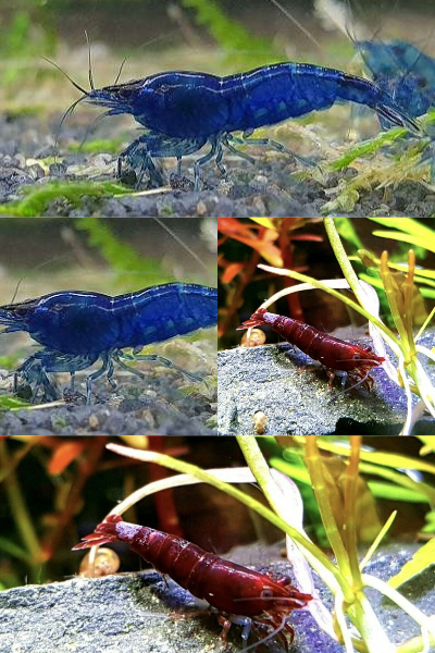 blaue und Bloddy Mary Mix Menge 5 / 10 / 20 St. pro Farbe blaue und Bloddy Mary Mix Menge 5 / 10 / 20 St. pro Farbe