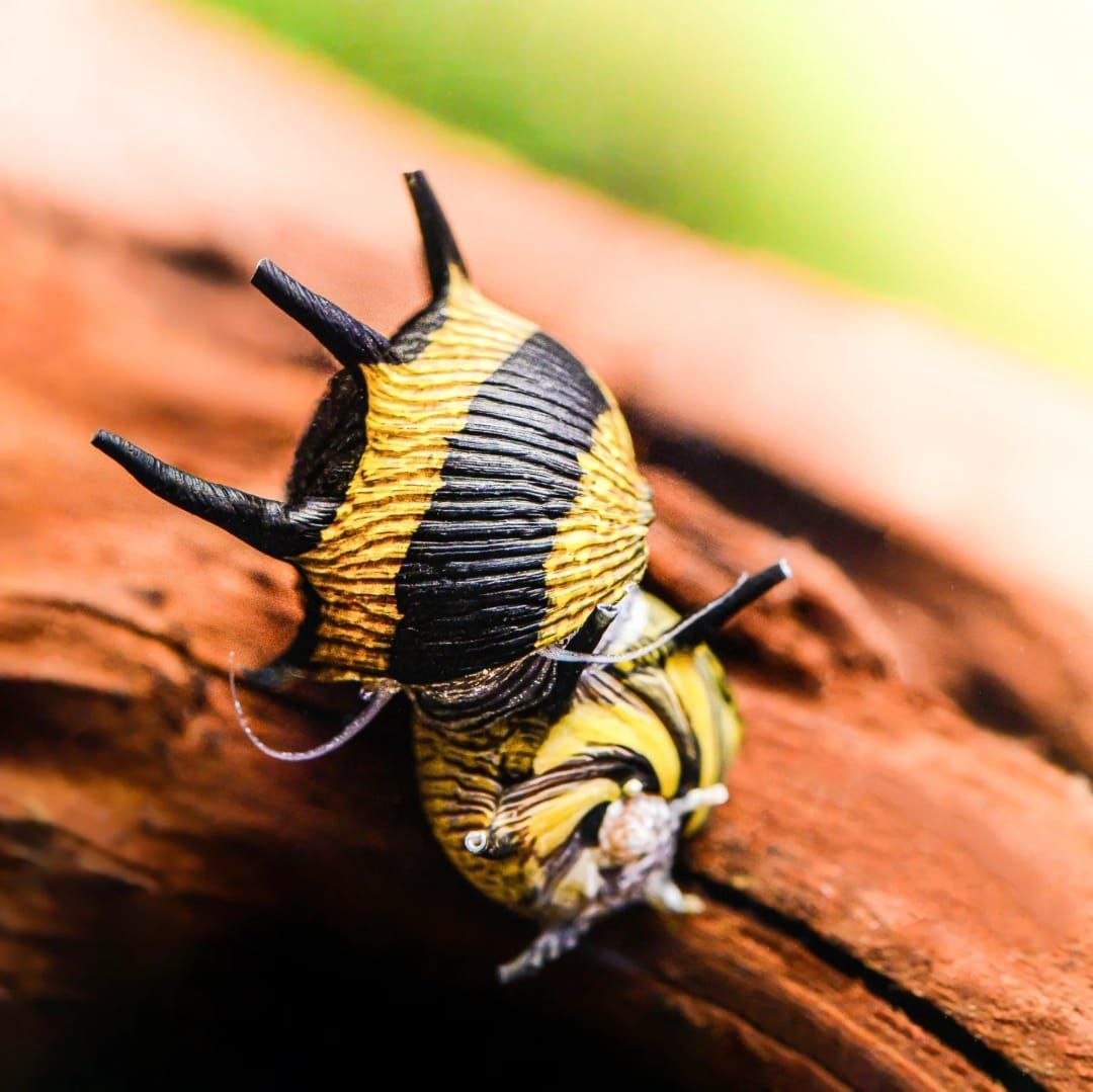Geweihschnecken schwarz/gelb " BUMBLE BEE "