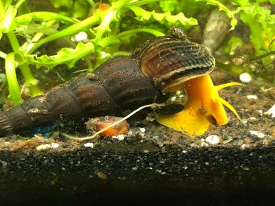 Orange Felsenschnecke - Orange Tylomelania Orange Felsenschnecke - Orange Tylomelania