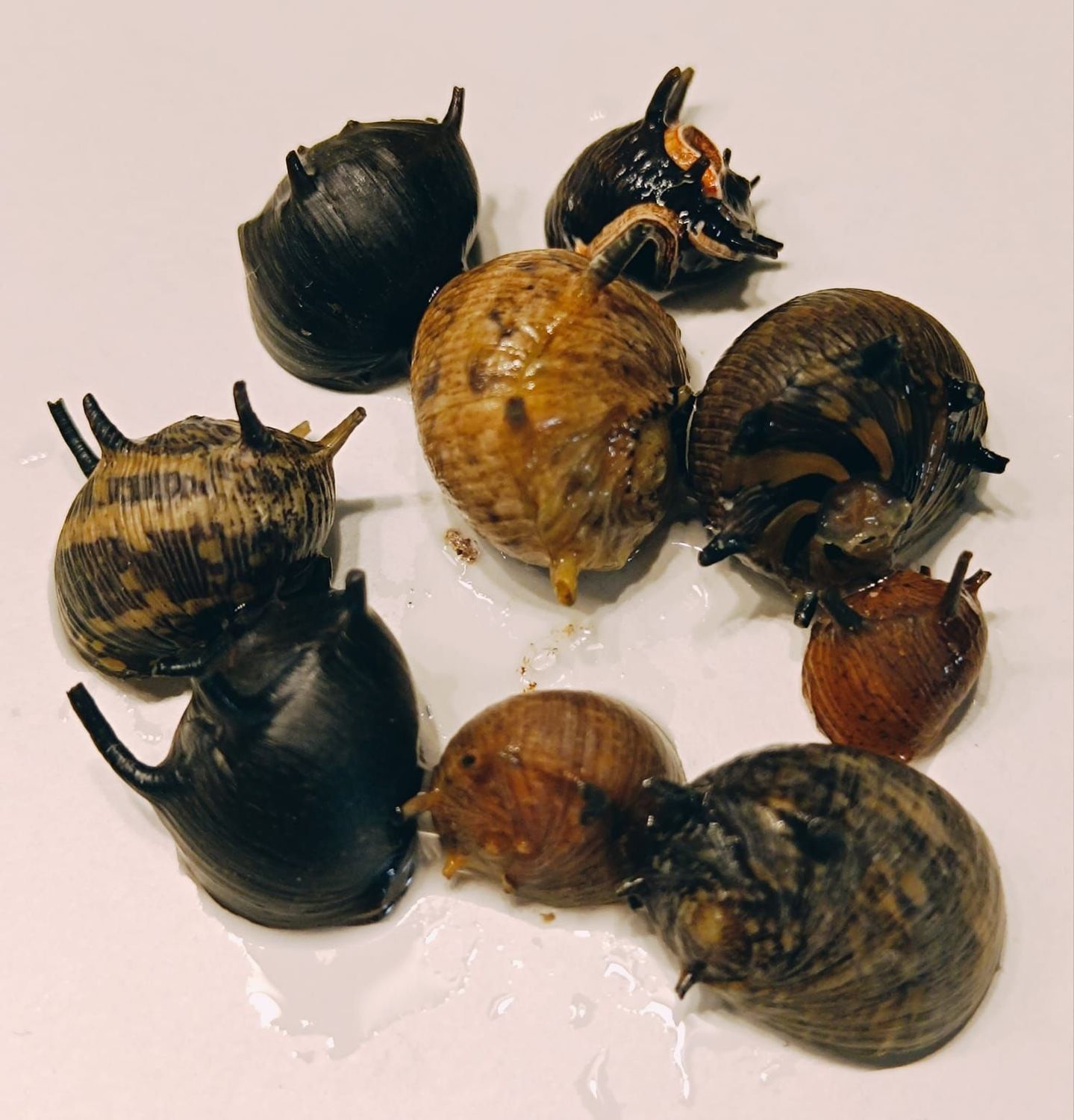Geweihschnecke
