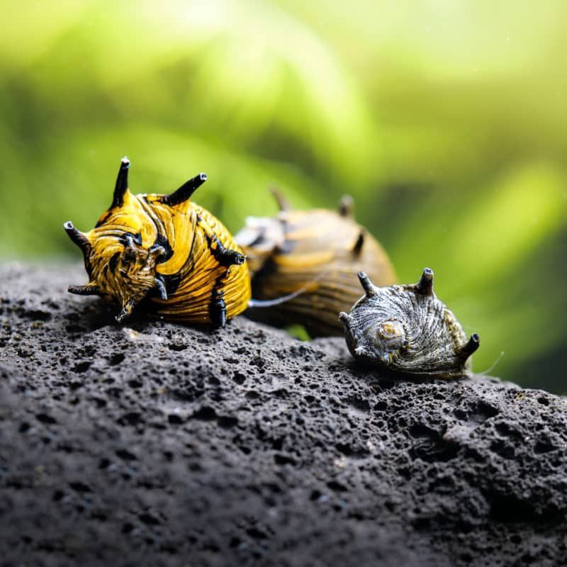 Geweihschnecke Sun