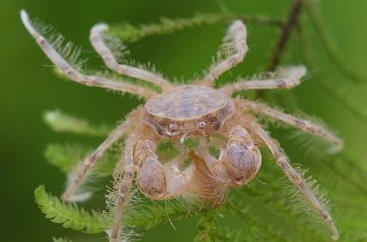 Thai Mikrokrabbe (Limnopilos naiyanetri)