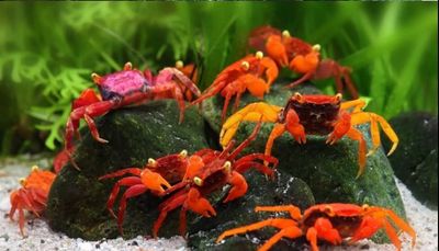 Geosesarma Vampirkrabbe - tropische Krabben