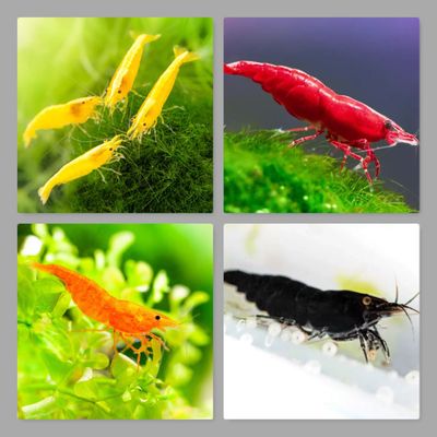 Angebot Sets -Neocaridina Garnelen - Amamo Garnele - Aquarium Garnelen