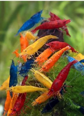 Neocaridina Garnelen - Amamo Garnele - Aquarium Garnelen