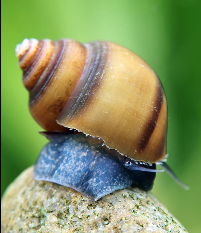 Blue Jelly Schnecke - Taia sp. - Pianoschneckenart