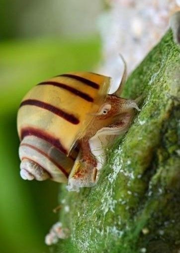 Zebra Apfelschnecke - Asolene spixi