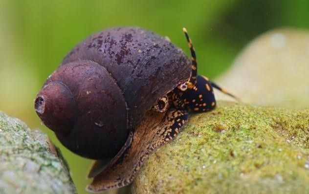 Blue Berry Snail - Notopala sp. - Viviparus sp.