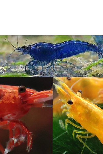 rot,blau und orange  Mix   Menge  4 / 6 / 8 St. pro Farbe