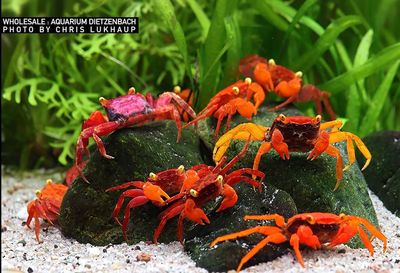 Geosesarma Vampirkrabbe - tropische Krabben