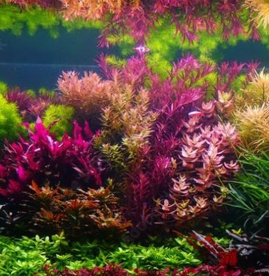 Aquariumpflanzen