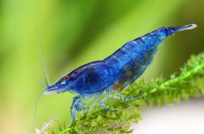 tragende Tiere & Großmengen Abnahme