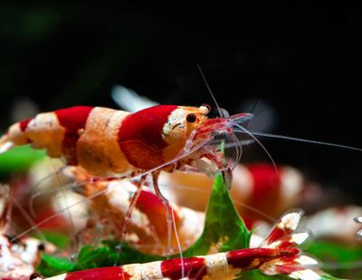 Caridina Garnelen