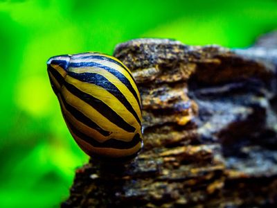 Zebra Rennschnecken Zebra Rennschnecken