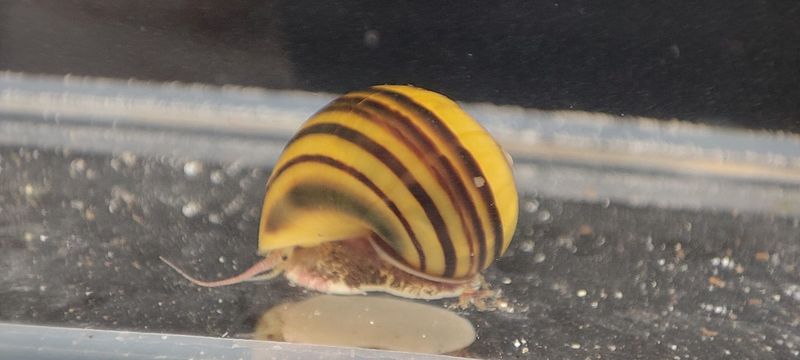 Zebra Apfelschnecke - Asolene spixi Zebra Apfelschnecke - Asolene spixi