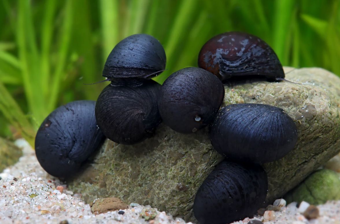 Napfschnecken- Stahlhelmschnecke Napfschnecken- Stahlhelmschnecke
