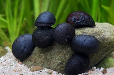 Napfschnecken- Stahlhelmschnecke Napfschnecken- Stahlhelmschnecke