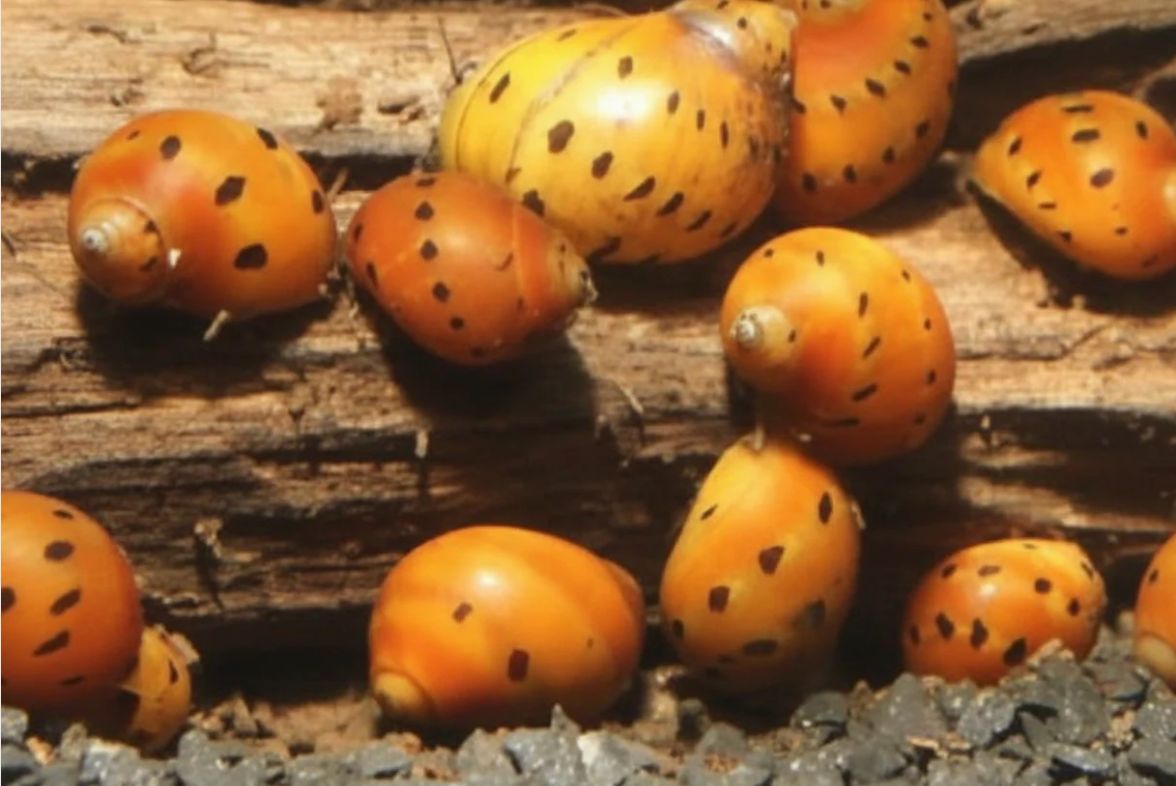 Orange Track Rennschnecke - Neritina turrita