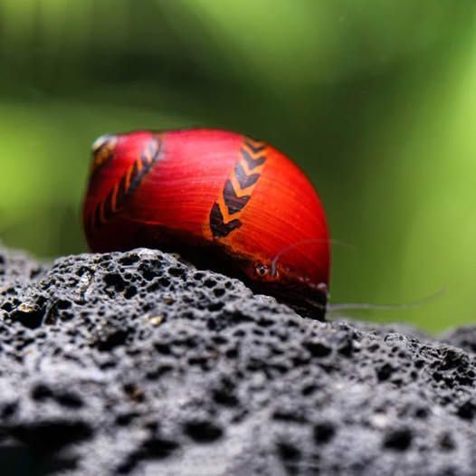 Rote Rennschnecke - Neritina (Vittina) waigiensis Rote Rennschnecke - Neritina (Vittina) waigiensis