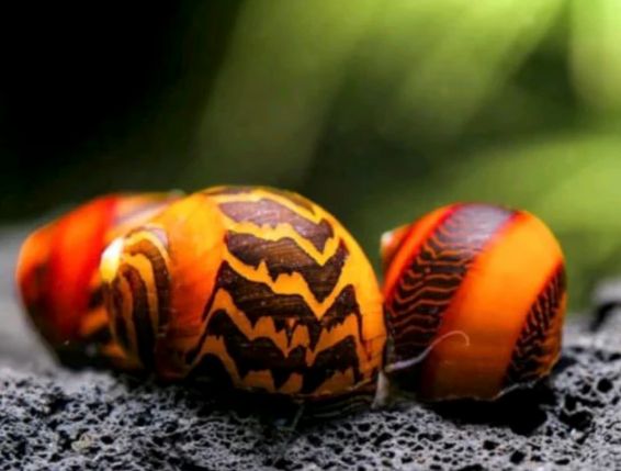 Rote Rennschnecke - Neritina (Vittina) waigiensis Rote Rennschnecke - Neritina (Vittina) waigiensis