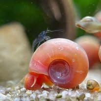 Posthorn Schnecke Posthorn Schnecke "Rosapink"