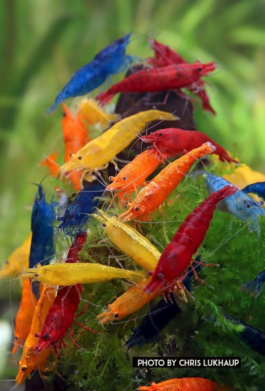 Garnelen MIX -  Neocaridina davidi  " A Grade " 