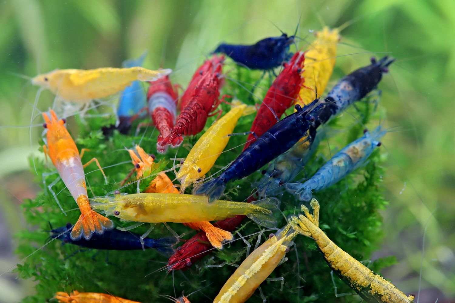 Garnelen MIX -  Neocaridina davidi  " A Grade " 