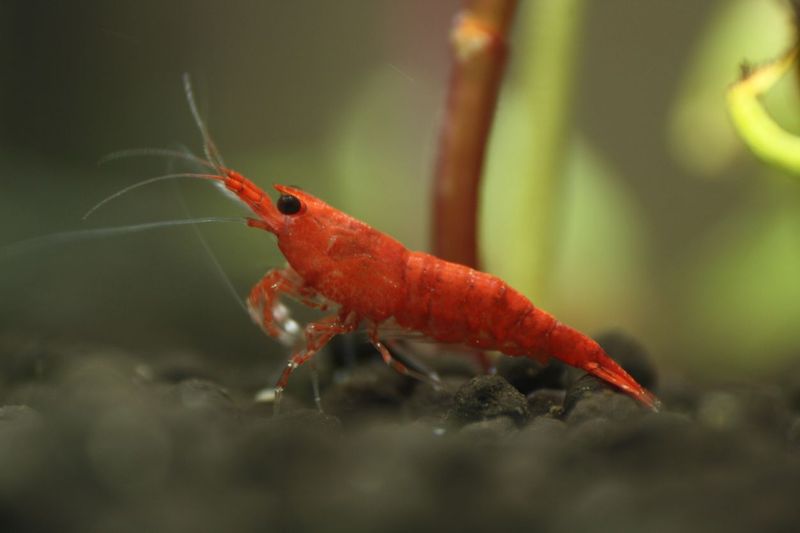 Red Sakura Garnele -  Neocardina davidi "Red"